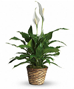 Simply Elegant Spathiphyllum - Standard Simply Elegant Spathiphyllum - Standard